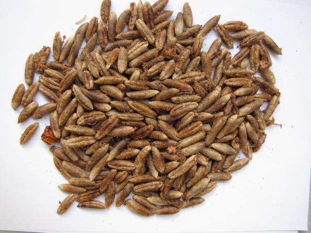 Date Pit Soap